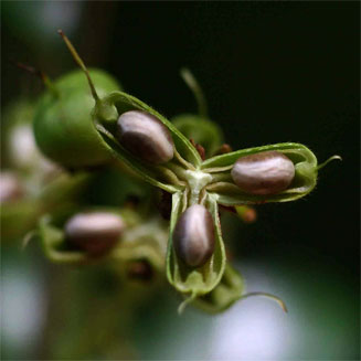 Rinorea convallarioides