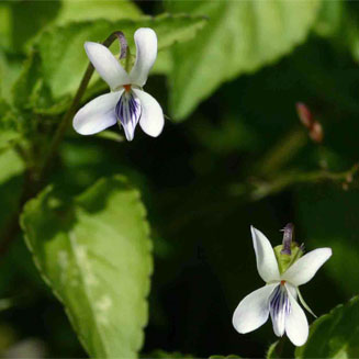 Viola abyssinica