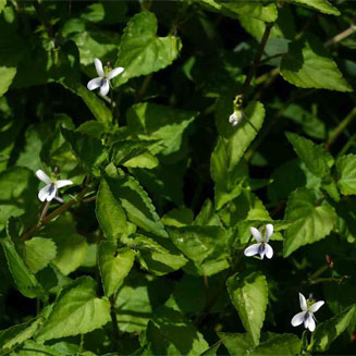 Viola abyssinica
