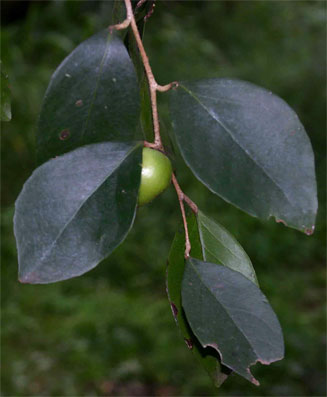 Scolopia stolzii