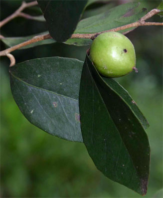 Scolopia stolzii