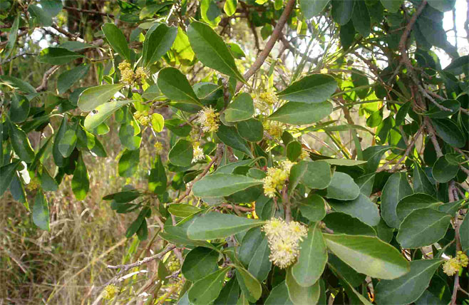 Scolopia zeyheri