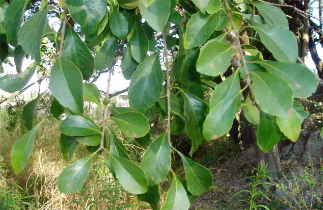 Scolopia zeyheri