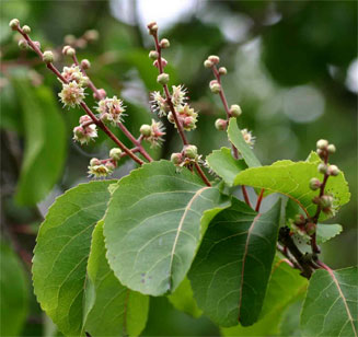 Homalium abdessammadii
