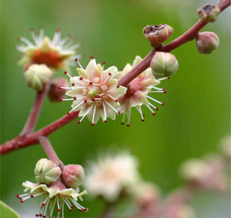 Homalium abdessammadii