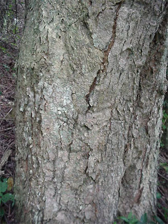 Homalium dentatum 