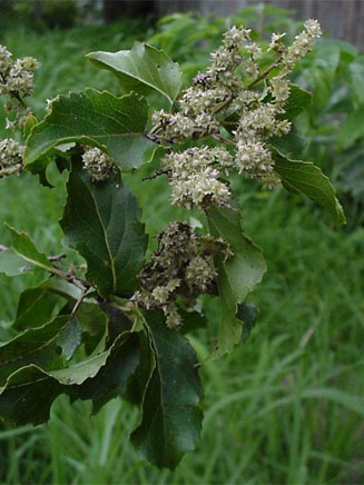 Homalium dentatum 