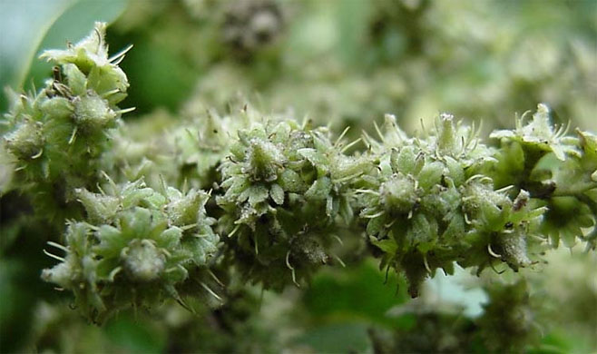 Homalium dentatum 