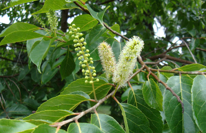 Bivinia jalbertii