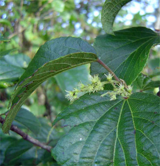 Trimeria grandifolia