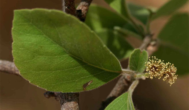 Flacourtia indica (Governor's plum)