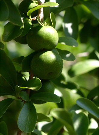 Dovyalis caffra (Kei-apple)