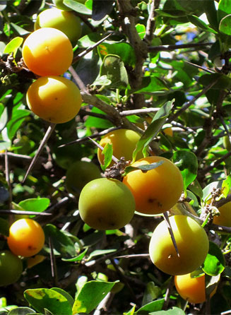 Dovyalis caffra (Kei-apple)