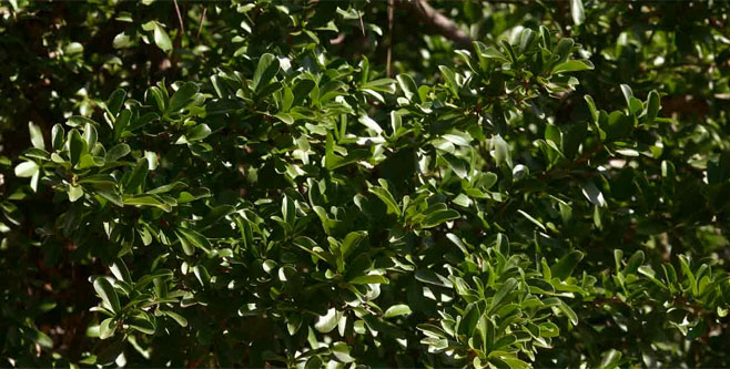 Dovyalis caffra (Kei-apple)