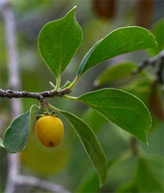 Dovyalis zeyheri