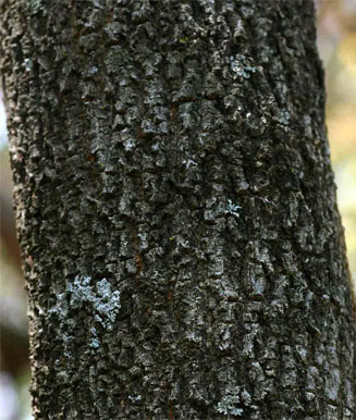 Dovyalis zeyheri
