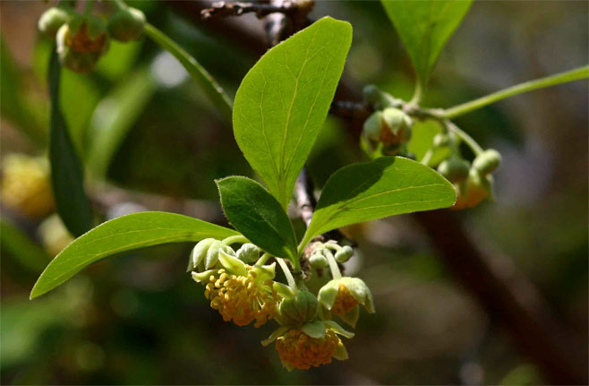 Dovyalis zeyheri