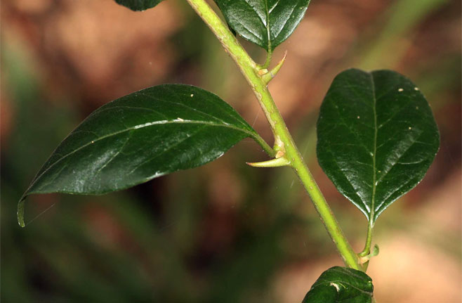 Dovyalis zeyheri