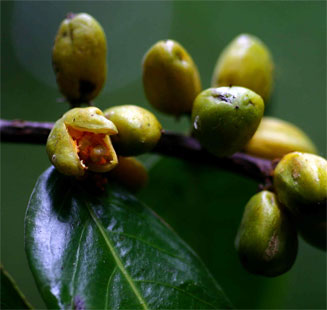 Casearia battiscombei