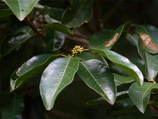 Cassipourea gummiflua
