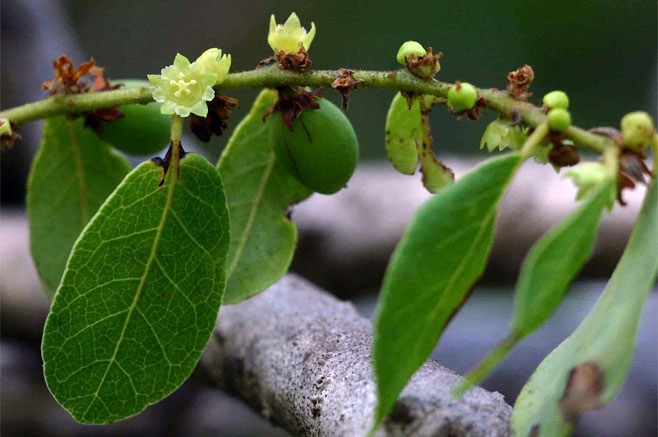 Bridelia atroviridis