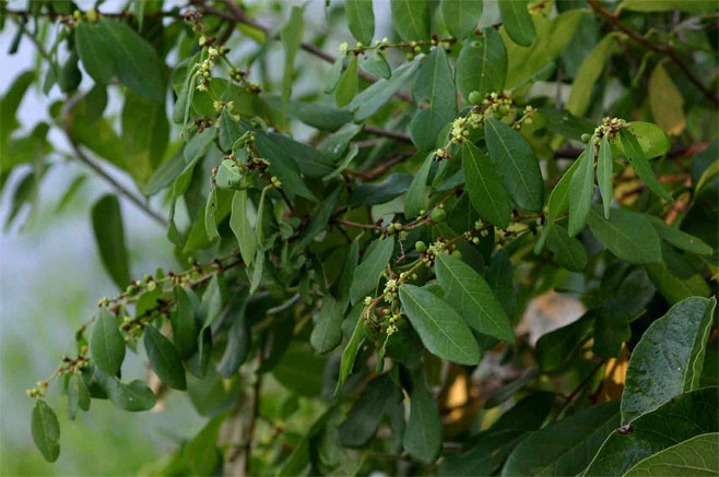 Bridelia atroviridis