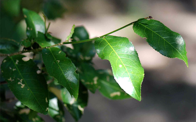 Rinorea elliptica