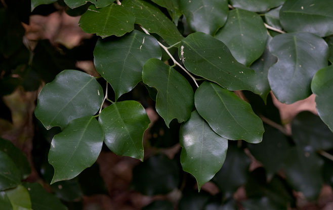 Heywoodia lucens