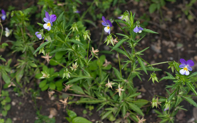 Viola tricolor (Heart's ease, Love-in-idleness, Pansy)