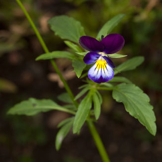 Viola tricolor (Heart's ease, Love-in-idleness, Pansy)