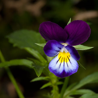 Viola tricolor (Heart's ease, Love-in-idleness, Pansy)