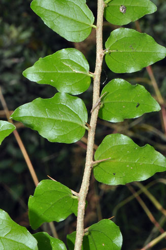 Dovyalis rhamnoides (Common sourberry)