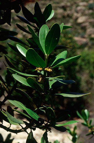 Hyaenanche globosa
