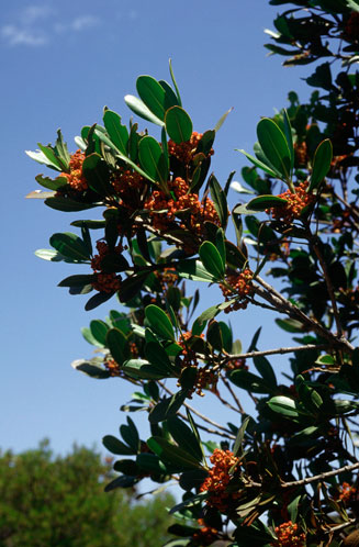 Hyaenanche globosa