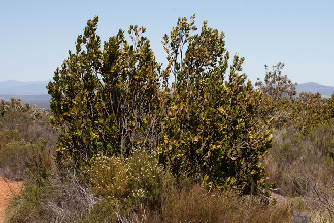 Hyaenanche globosa