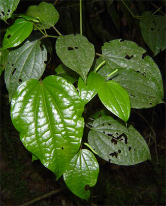 Piper capense (Wild pepper)