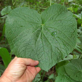 Piper umbellatum