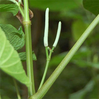 Piper umbellatum