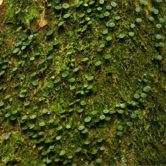 Peperomia bangroana