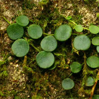 Peperomia bangroana