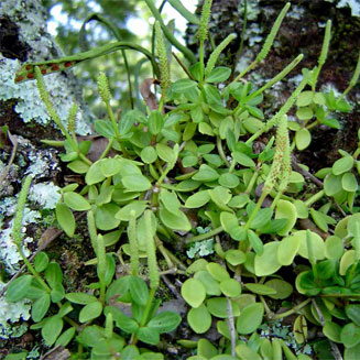 Peperomia tetraphylla