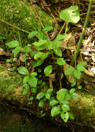 Peperomia retusa 