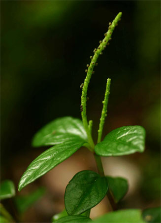 Peperomia retusa 