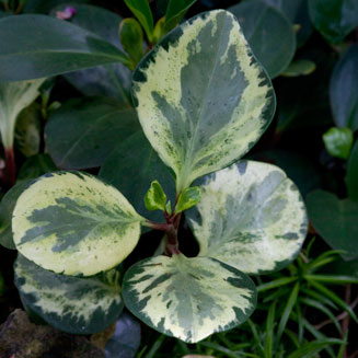 Peperomia obtusifolia