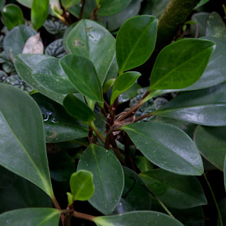 Peperomia obtusifolia