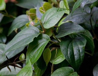 Piper nigrum (Pepper)