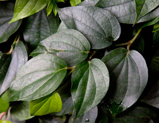 Piper nigrum (Pepper)