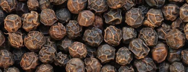 Piper nigrum (Pepper)