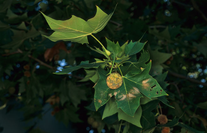 Platanus x hispanica (London plane)
