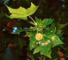 Platanus x acerifolia (London Plane)